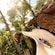 A boy riding on the Jungle Slide at Aquaventure Waterpark on Paradise Island in The Bahamas